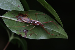 Epidaus famulus
