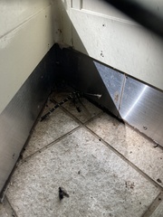 Anotogaster sieboldii sieboldii