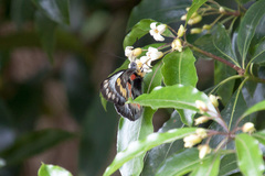 Delias harpalyce