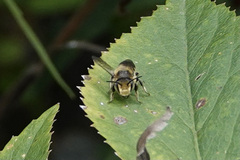 Megachile rotundata