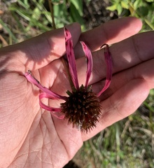 Echinacea laevigata