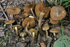 Inocybe luteifolia