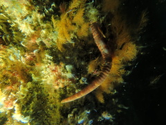 Hippocampus abdominalis