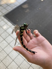 Anotogaster sieboldii sieboldii