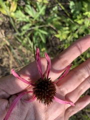 Echinacea laevigata