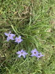 Ipheion uniflorum