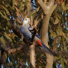 Platycercus adscitus