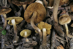 Inocybe luteifolia