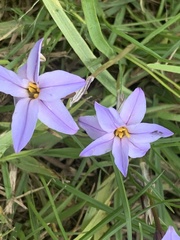 Ipheion uniflorum