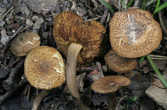 Inocybe luteifolia