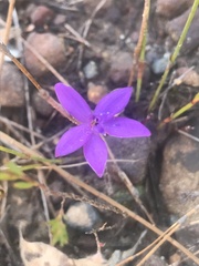 Glossodia minor