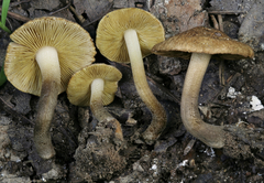 Inocybe luteifolia