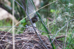 Sericornis frontalis