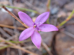 Glossodia minor