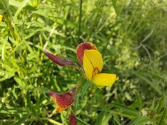 Crotalaria pumila