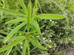 Crotalaria pumila