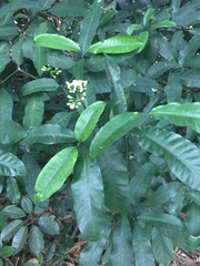 Tabernaemontana ventricosa