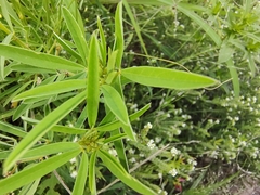 Crotalaria pumila