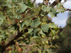 Berberis fremontii
