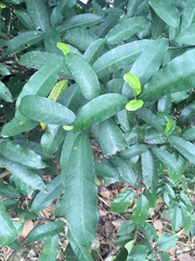 Tabernaemontana ventricosa