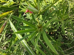 Crotalaria pumila