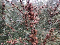 Cylindrococcus spiniferus