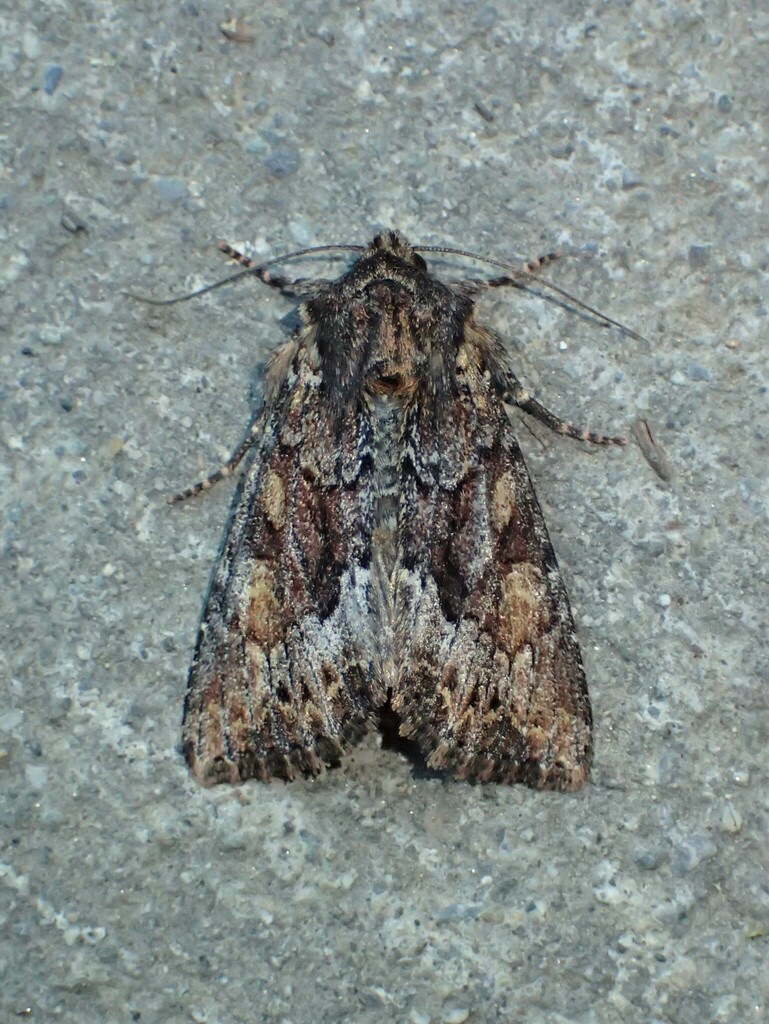 Apamea sora