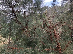 Cylindrococcus spiniferus