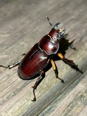 Lucanus capreolus