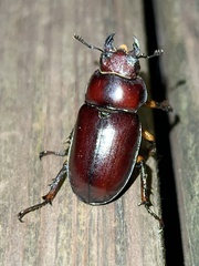 Lucanus capreolus
