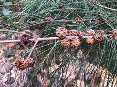 Cylindrococcus spiniferus