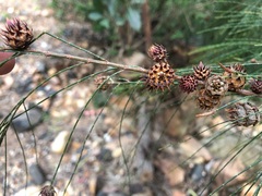 Cylindrococcus spiniferus