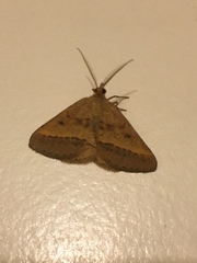 Isturgia arenacearia