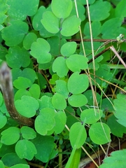 Thalictrum pubescens