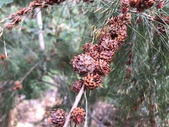 Cylindrococcus spiniferus