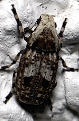 Euparius marmoreus