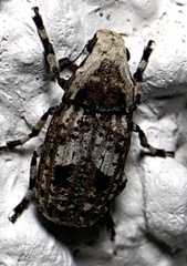 Euparius marmoreus
