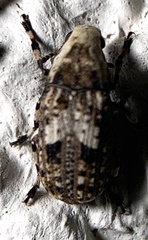 Euparius marmoreus
