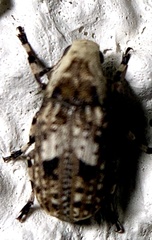 Euparius marmoreus