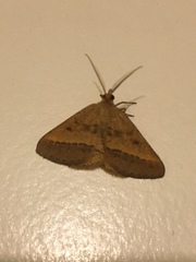 Isturgia arenacearia