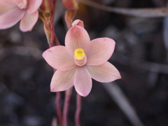 Thelymitra carnea