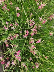 Oenothera suffrutescens