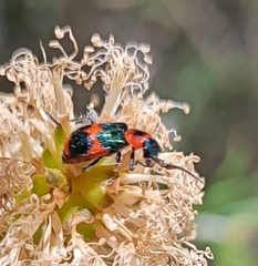 Dicranolaius bellulus