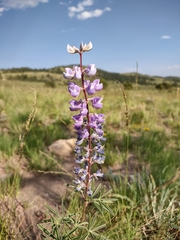 Lupinus argenteus