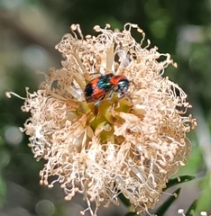 Dicranolaius bellulus