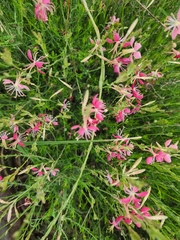 Oenothera suffrutescens