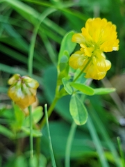 Trifolium aureum