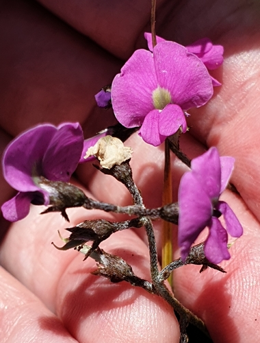 Image of Twining Glycine (Glycine rubiginosa) by (c) Rosalie Lawrence, some rights reserved (CC BY)