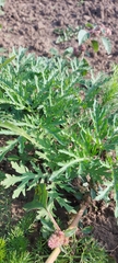 Artemisia sieversiana