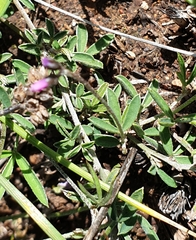 Glycine rubiginosa